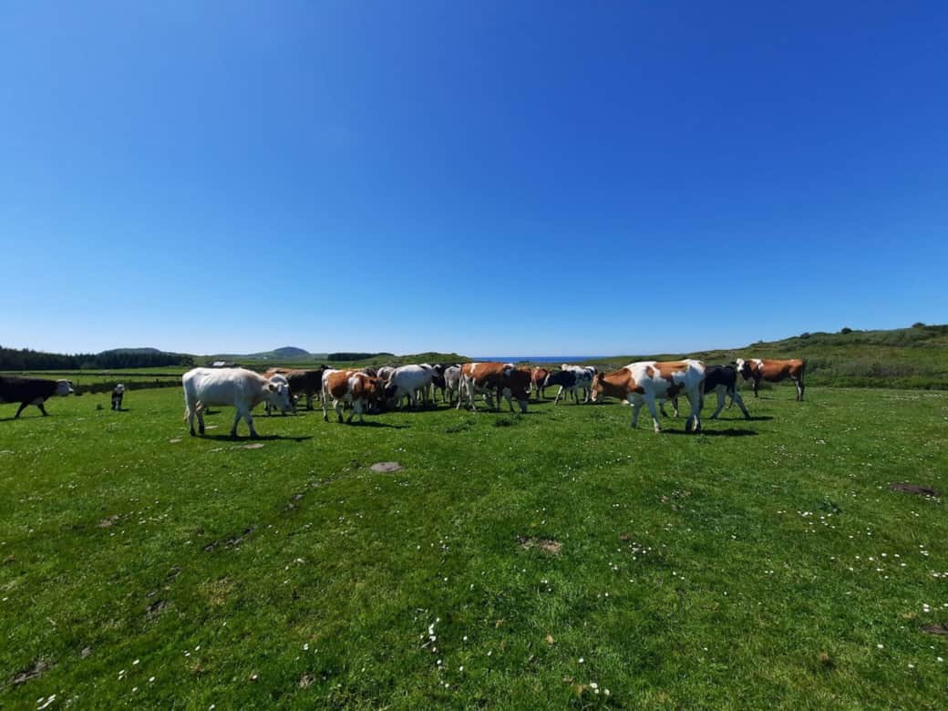 Cows 2