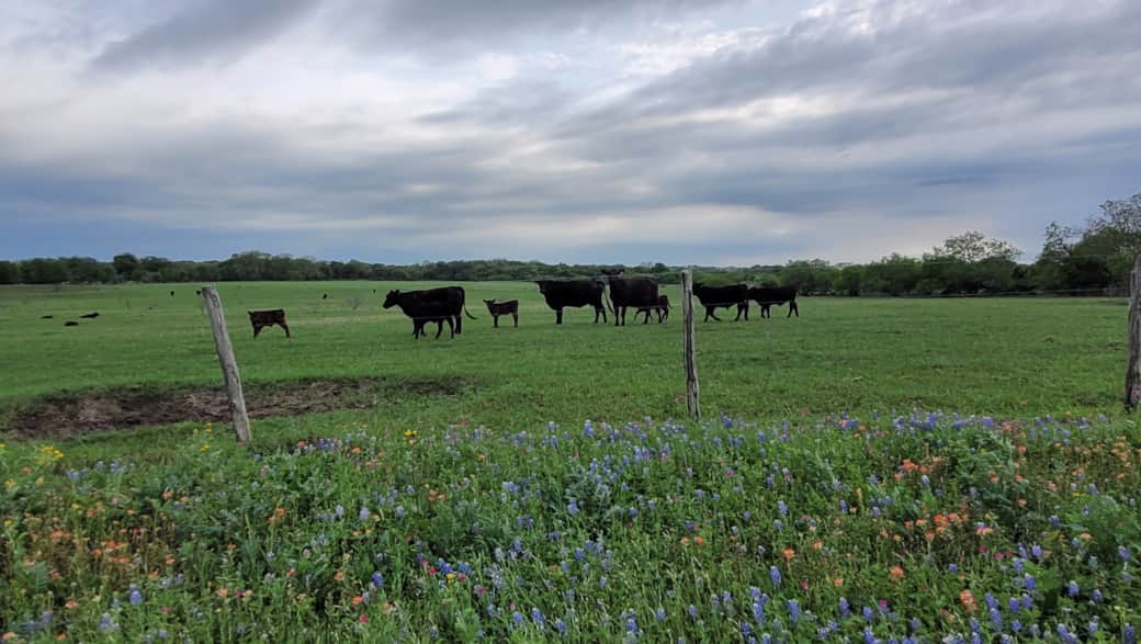 Around Town - Cattle Herd. There's a good reason we are Lavaca County!