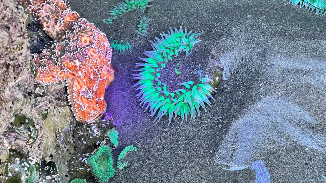 You won't want to miss the tide pools!