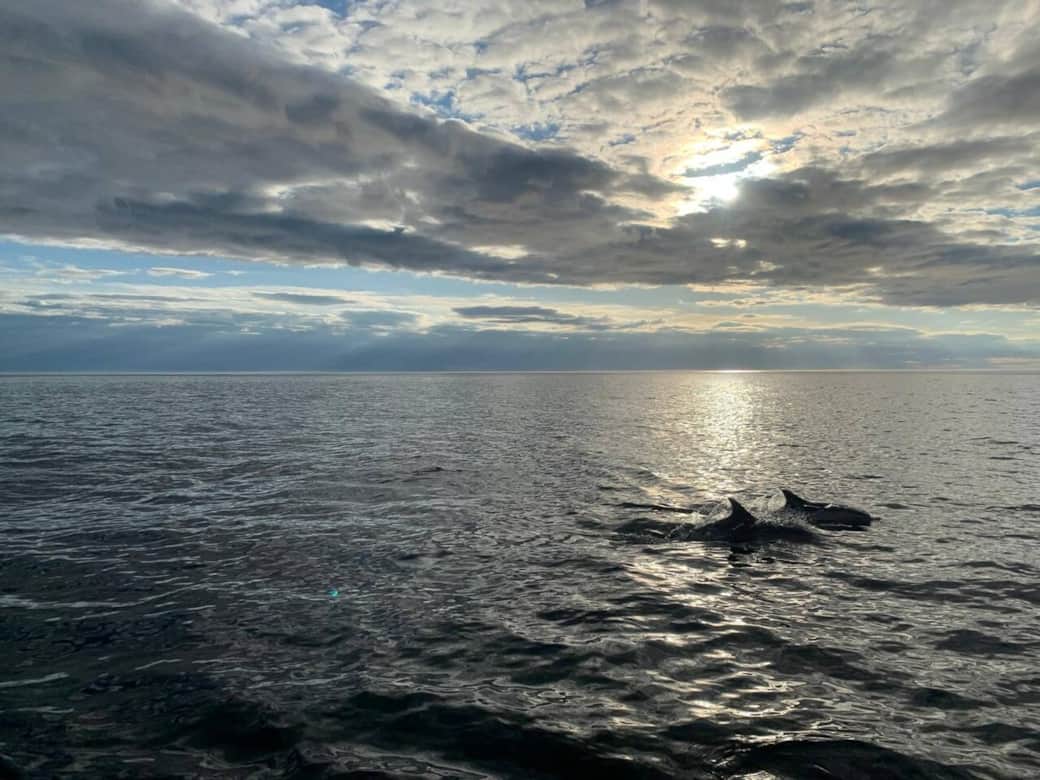 Dolphins in the Bay