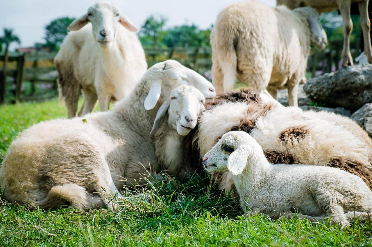 Katahdin Sheep