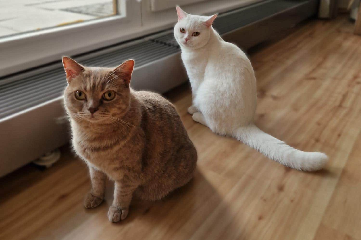 Lucy Lux Villa is named after Lucy