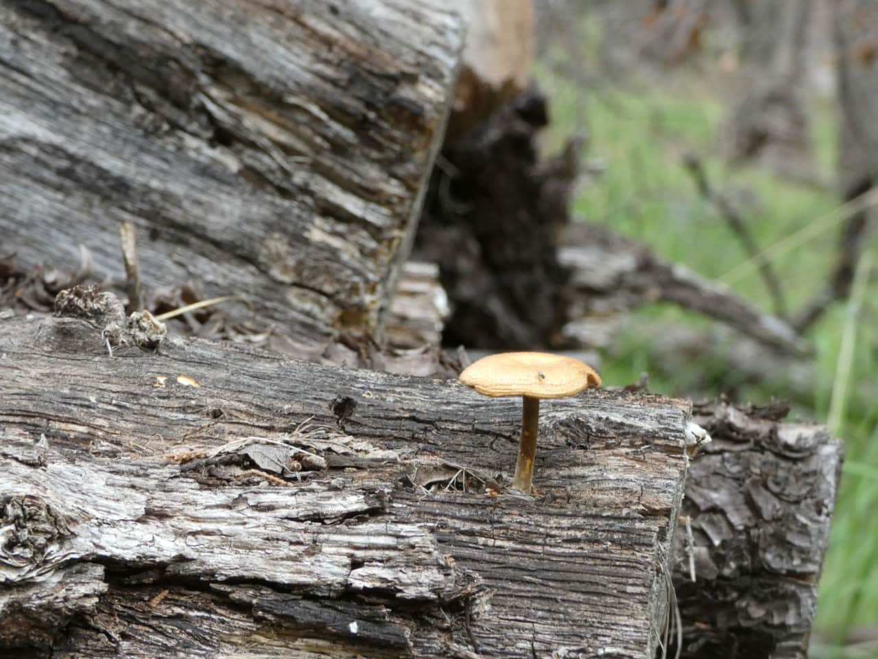 Mycology enthusiasts are amazed at what they can find during monsoon season here in Ramsey Canyon. 