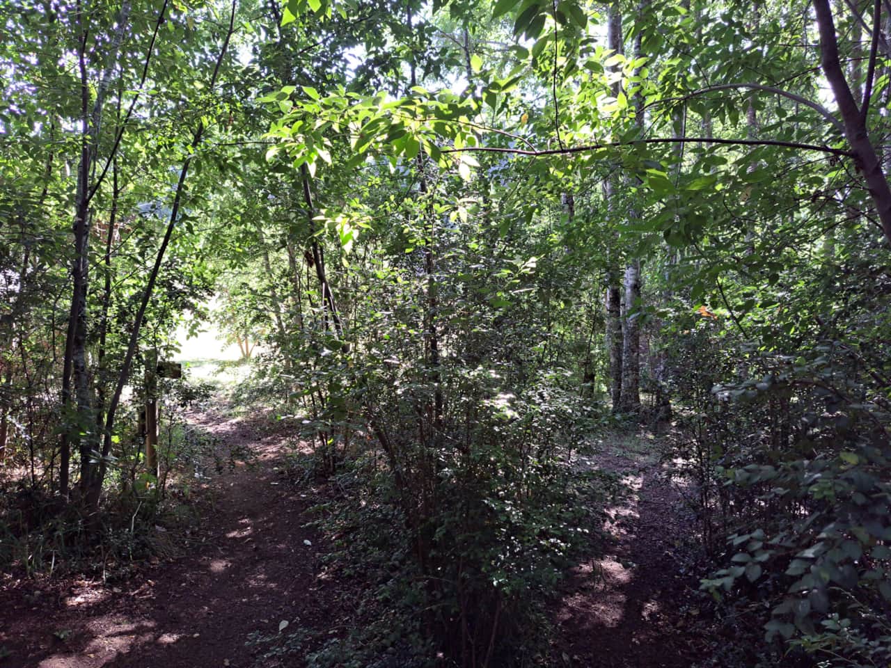Bosque y naturaleza
