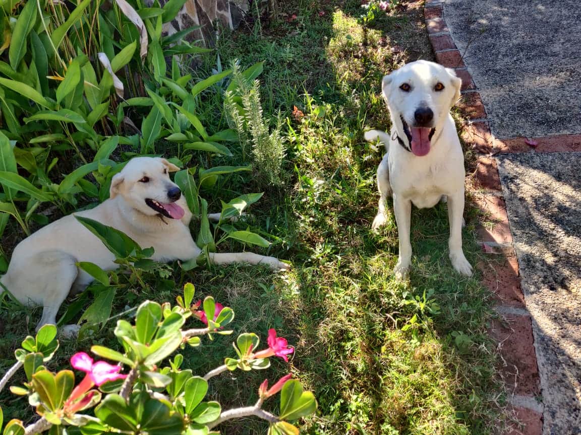 Facebook and Whatsapp, the Altavista dogs