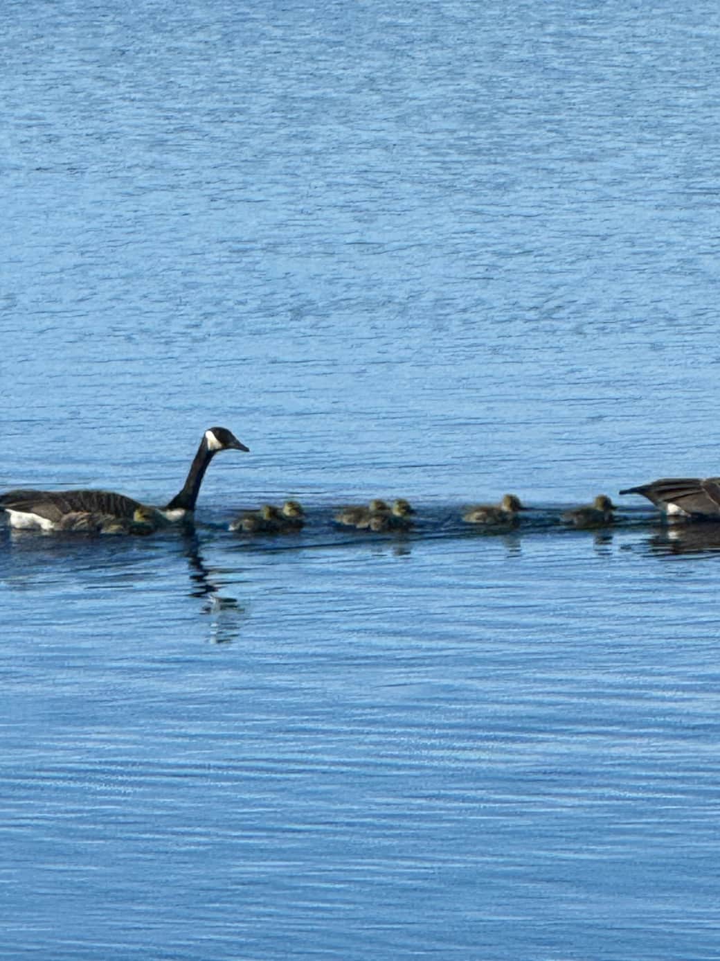 Geese with babies
