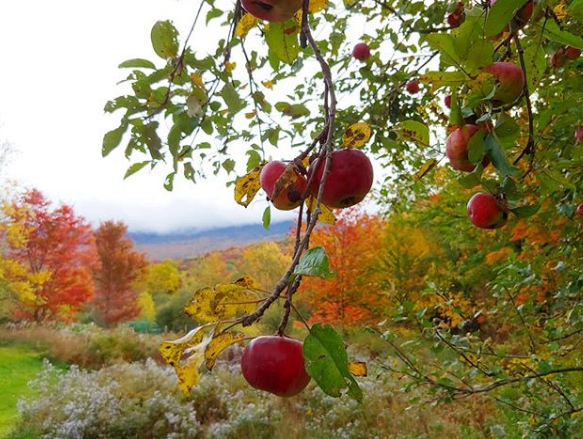 Apples are available in September and October Apples are available in September and October