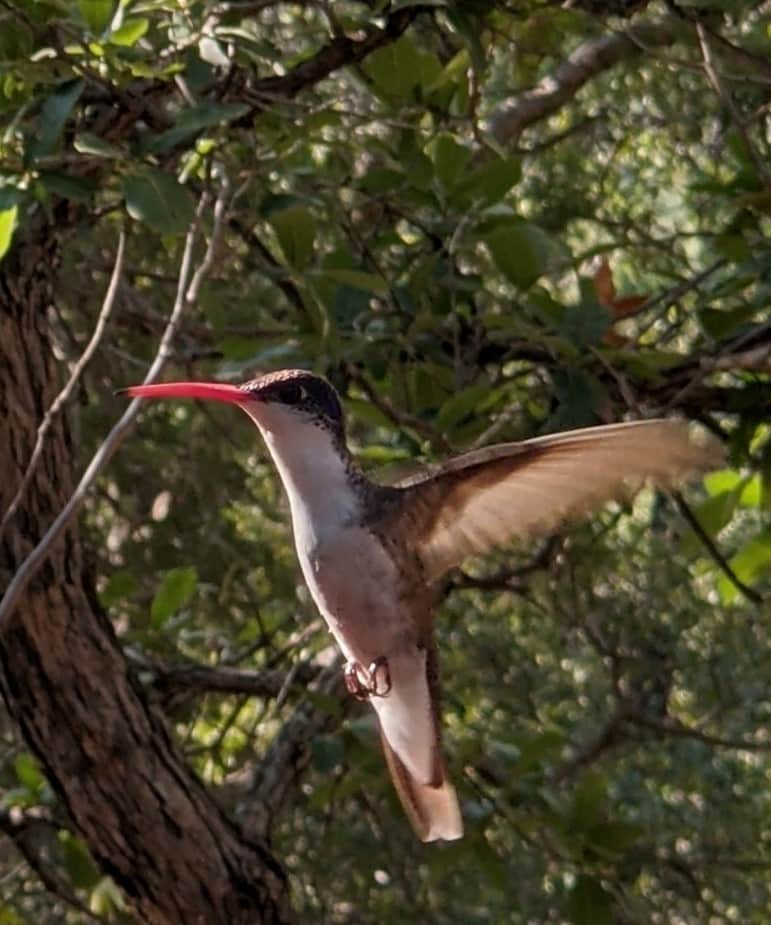 Violet Crowned Hummingbird