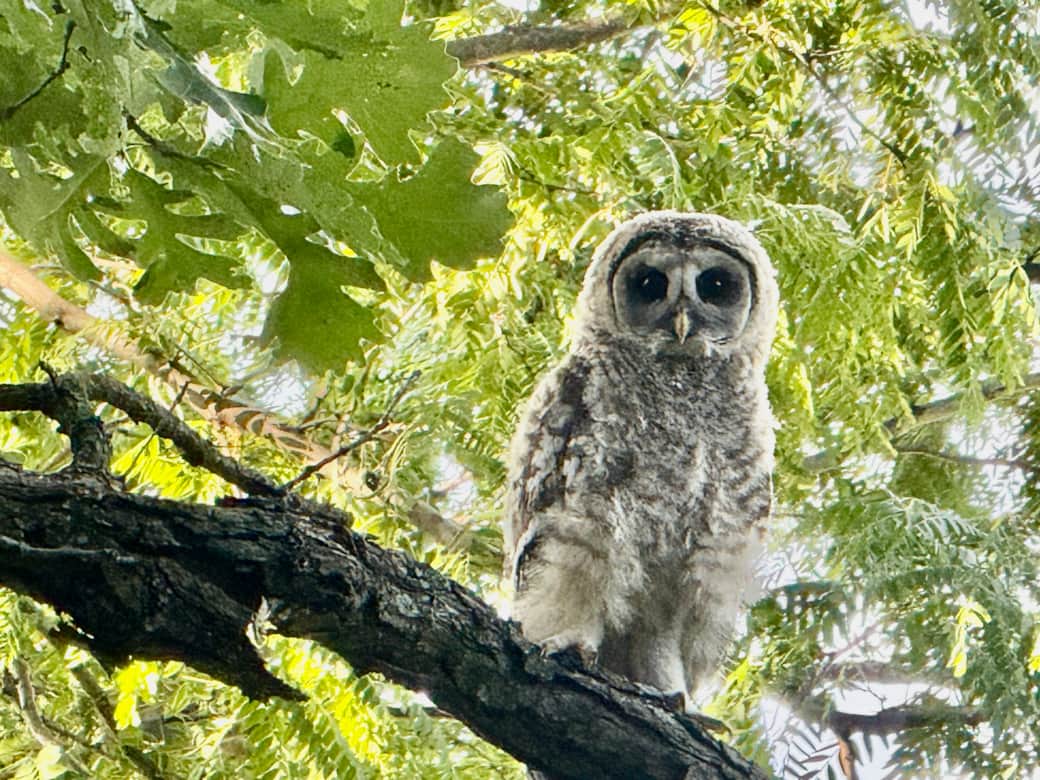 Baby...resident of OS Baby...resident of OS