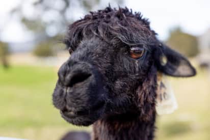 Starline Alpacas family attraction near Broke NSW