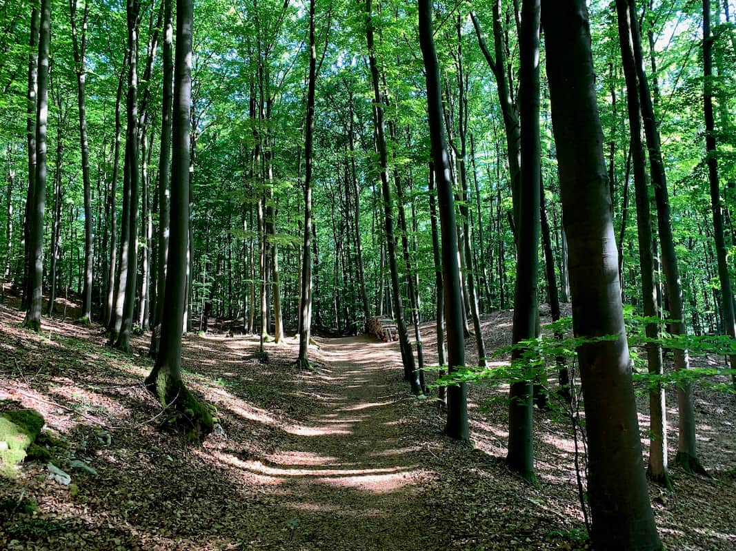 Ein Tor im Wald Ein Tor im Wald
