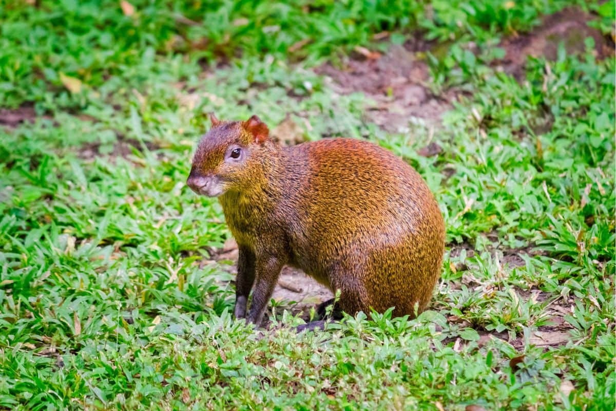 Agouti viewing in Villa Sueño's fruit orchard.jpg