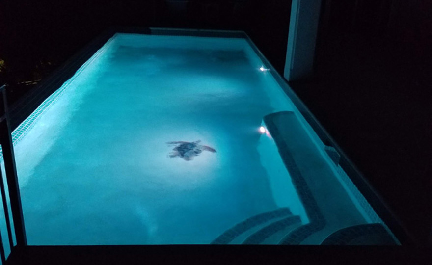 Pool is lit for nighttime use