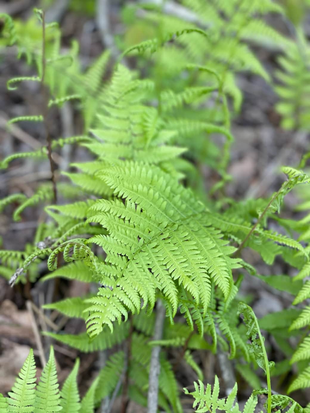 Fern is EVERYWHERE up here Fern is EVERYWHERE up here