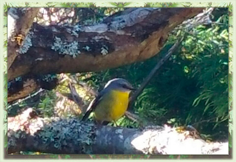 Birdlife at Cloudlands