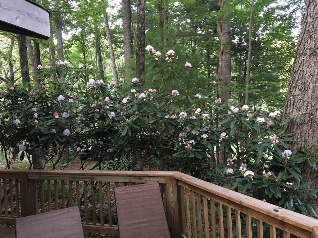Deck