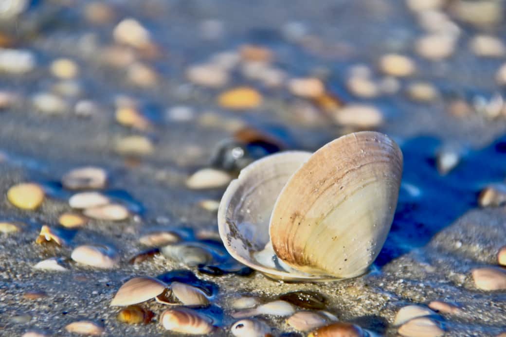 Clam shell by Katrina Baxter
