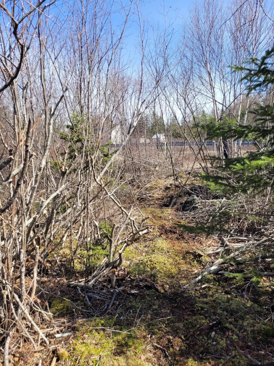 Looking up the rough pathway to the house