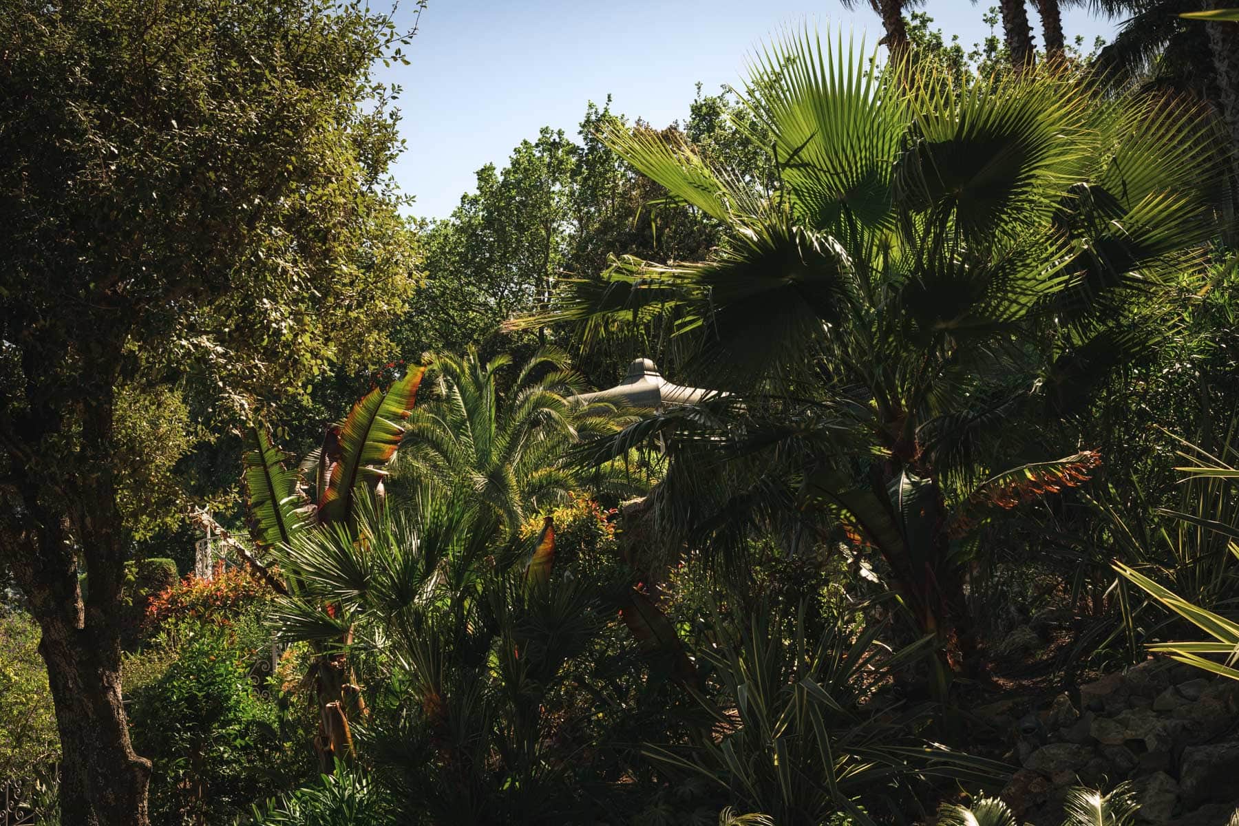 Lush palm garden with exotic banana leaves