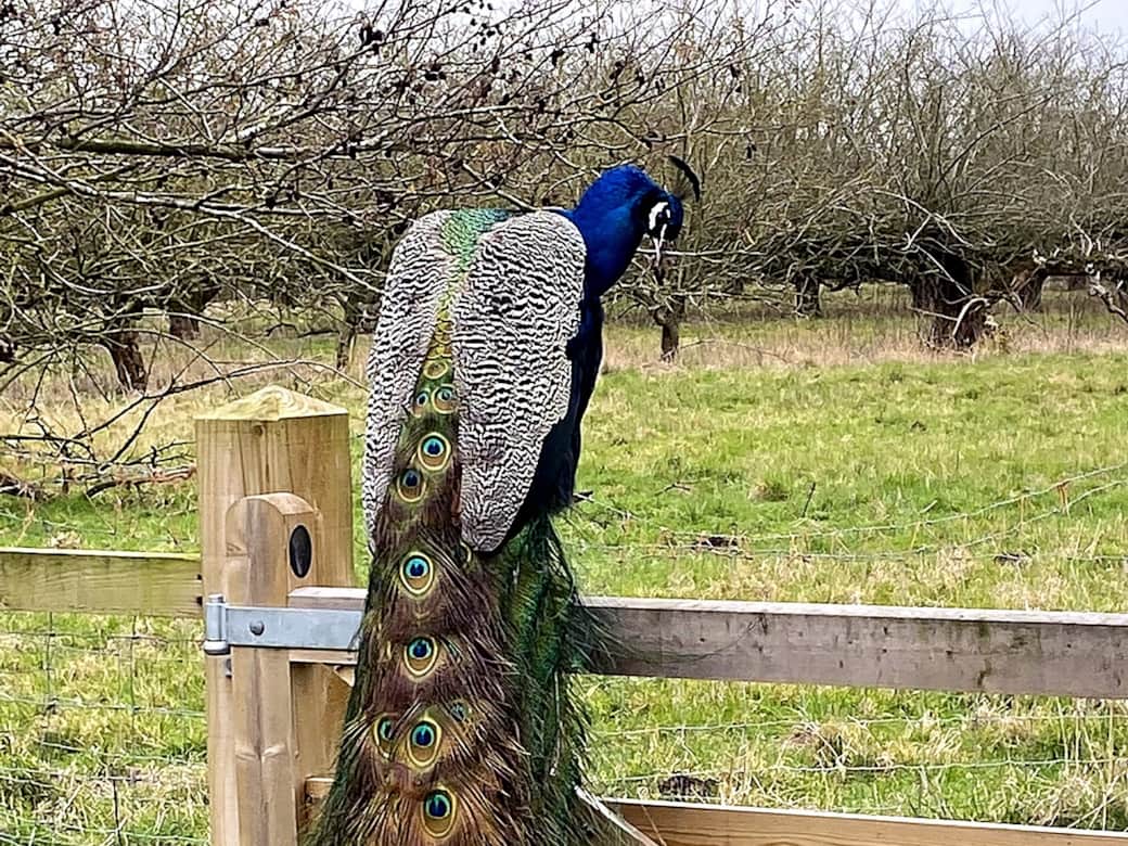 Mogwai_the_Peacock v3