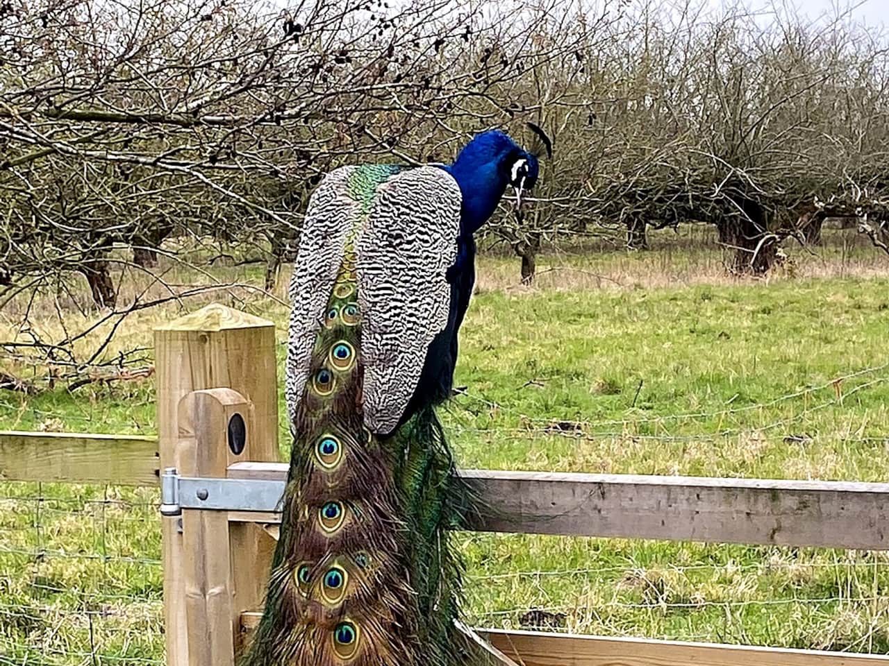 Mogwai_the_Peacock v3