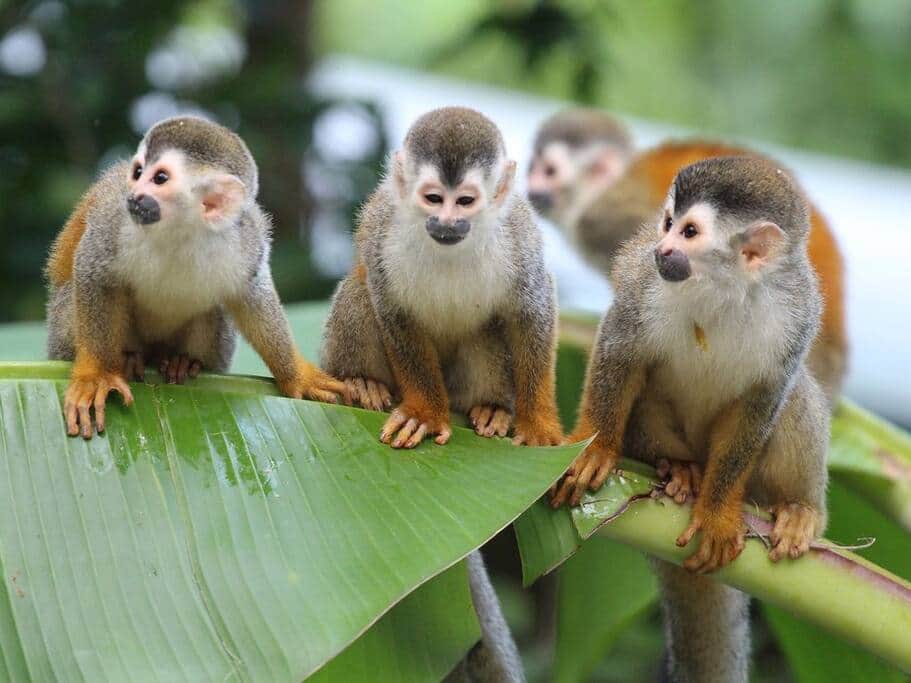 The Neighbors