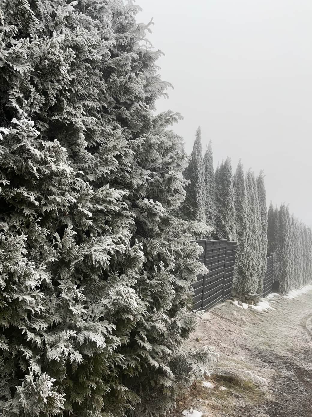 Frost & Ruhe: Leichter Raureif auf den Lebensbäumen, die das Grundstück einfassen.