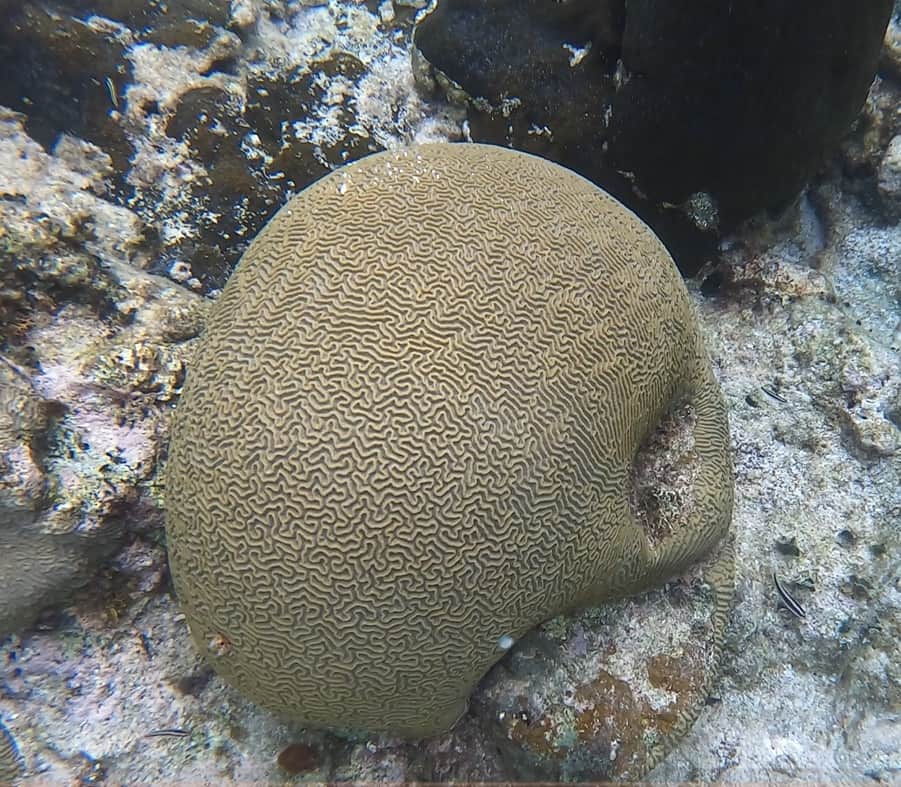 Quatro Vista, walk in snorkel and dive, Brain Coral