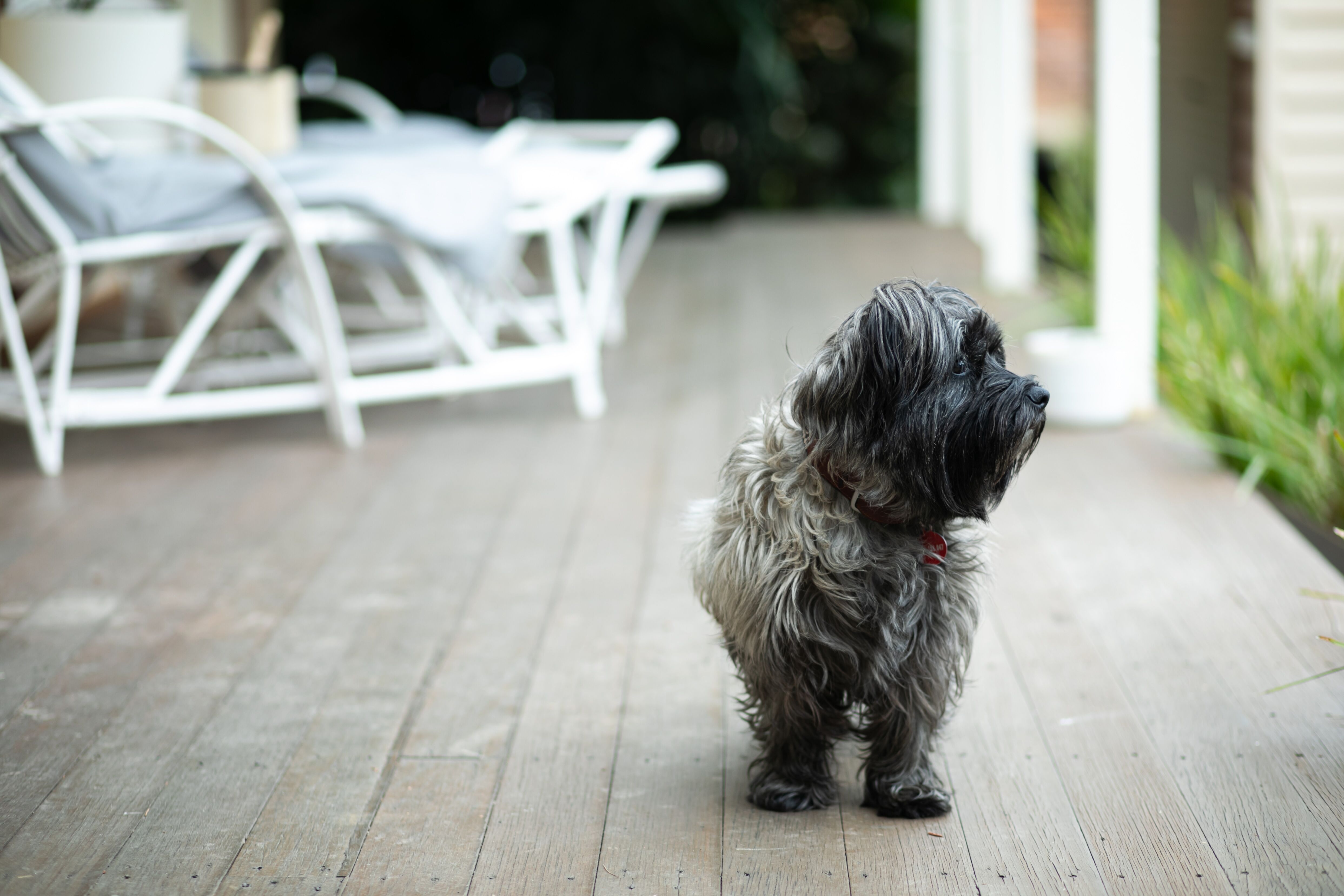 Sunday House - We are pet friendly