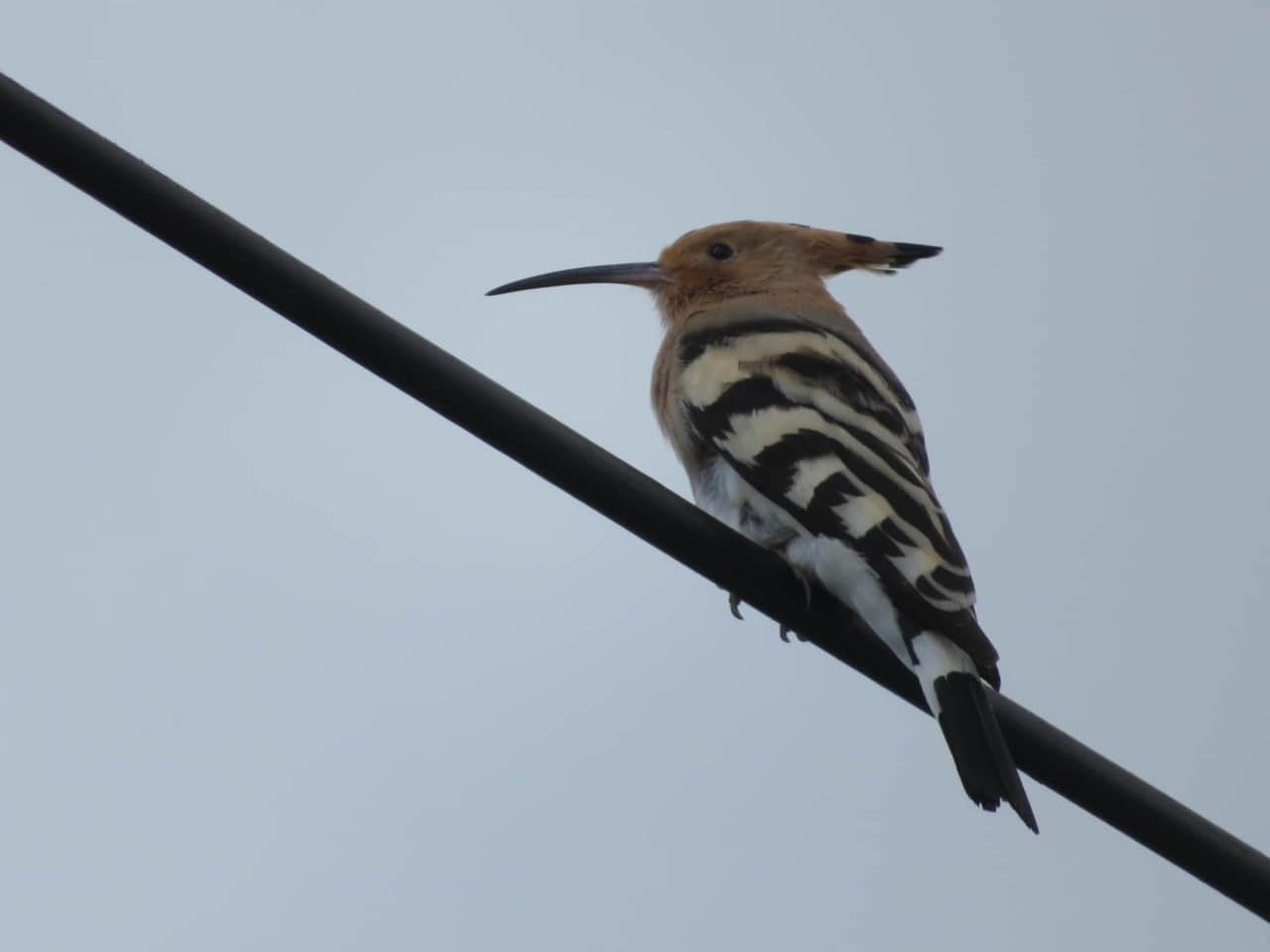 Vogels - Hop