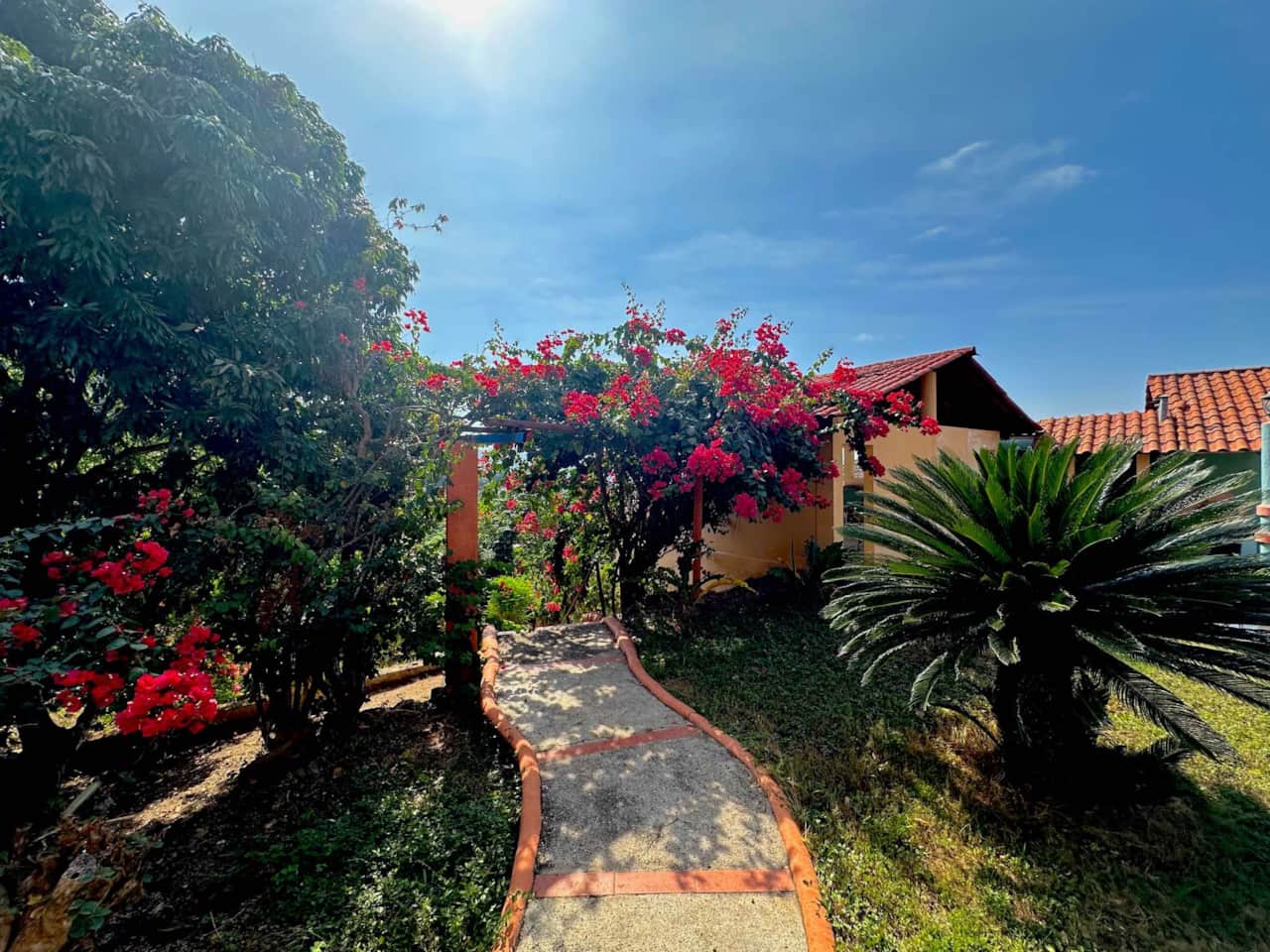 Yard bougainvillea path sunlit