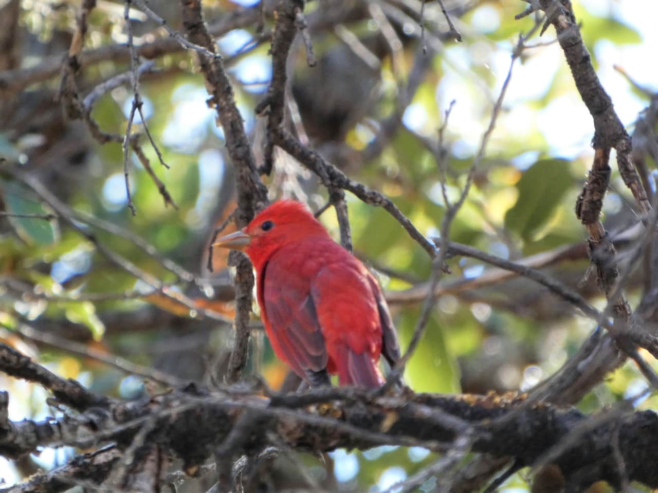 Summer Tanager