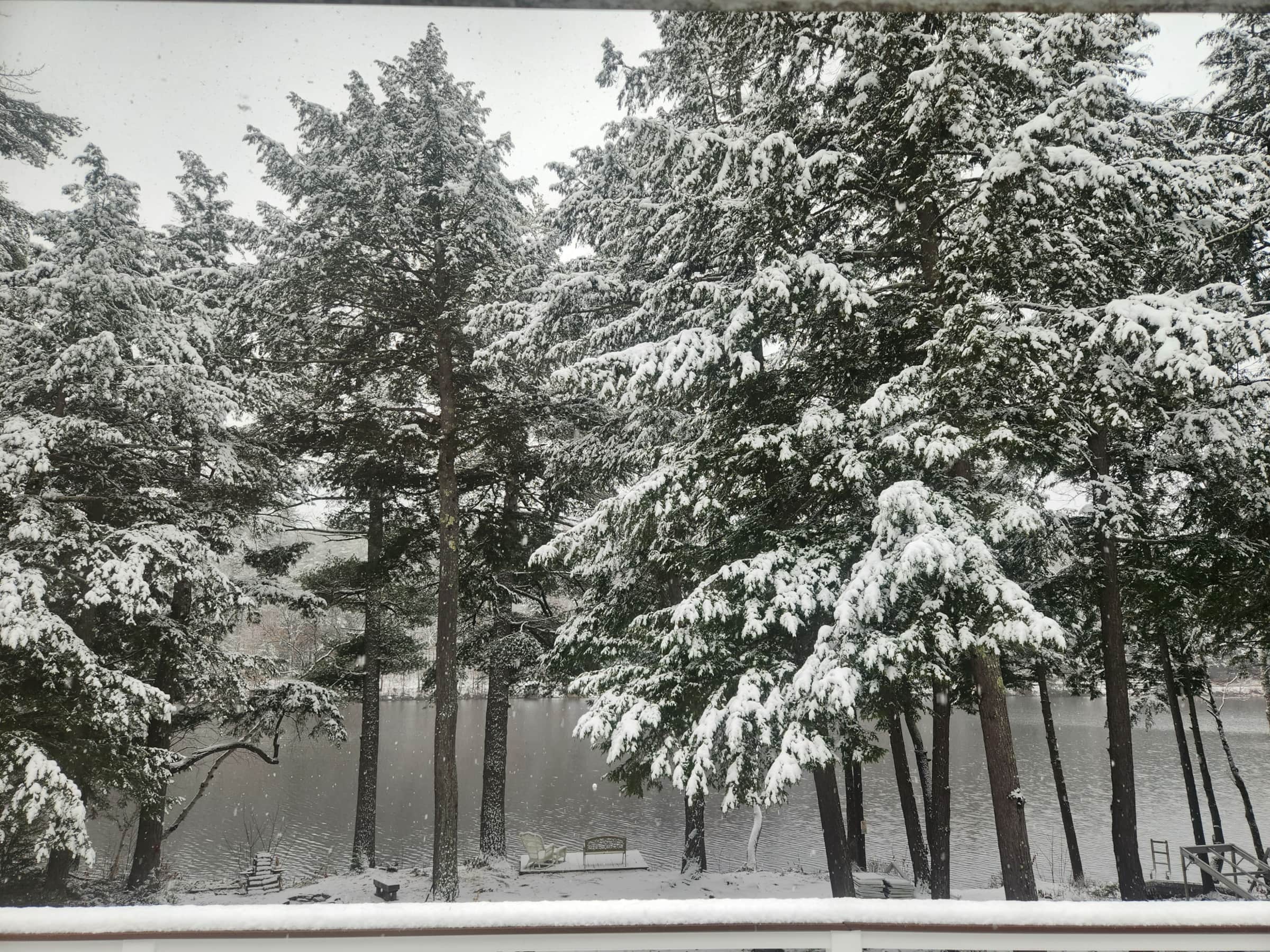Snow-covered pines at Mainely Relaxing in winter