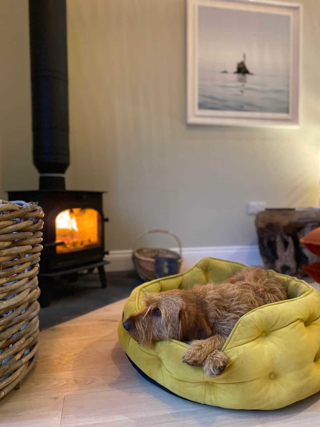 Dog friendly accommodation 