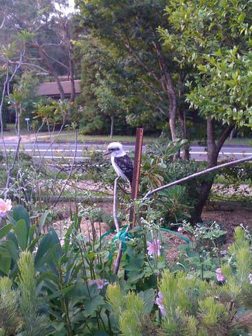 A Local Neighbour Flies In