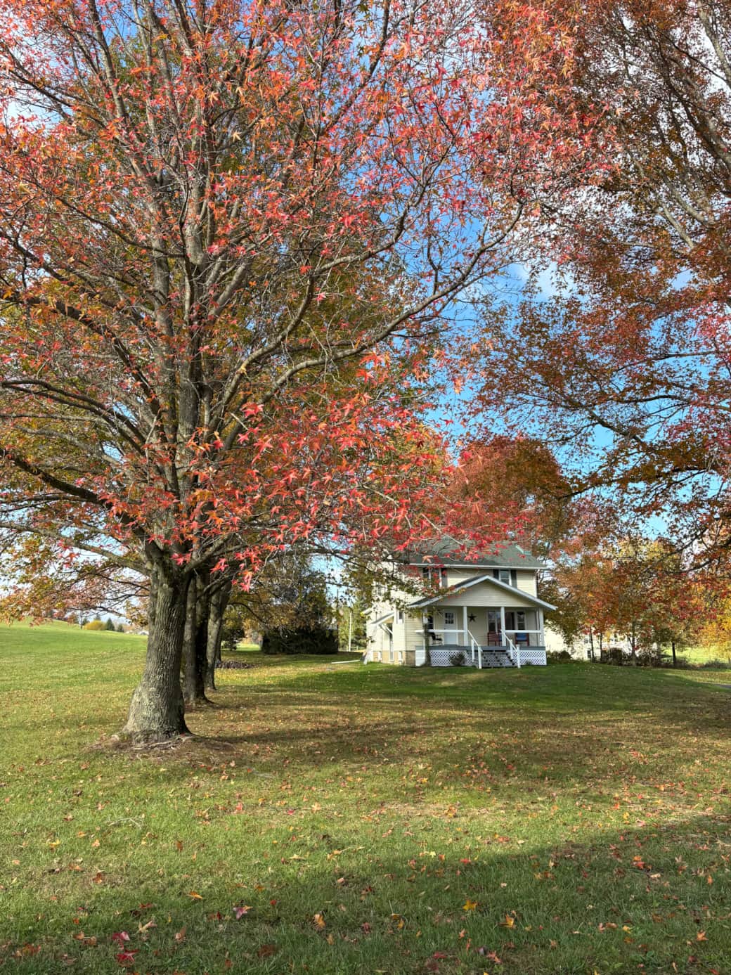 Surrounded by colorful Maple trees in the fall Surrounded by colorful Maple trees in the fall