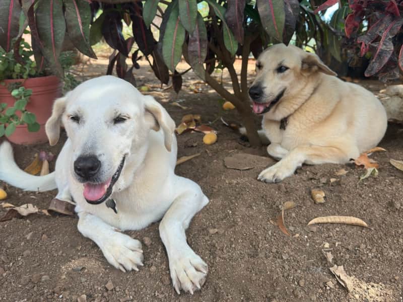 The two friendly dogs at Cerrito Encantado in Altavista, Nayarit