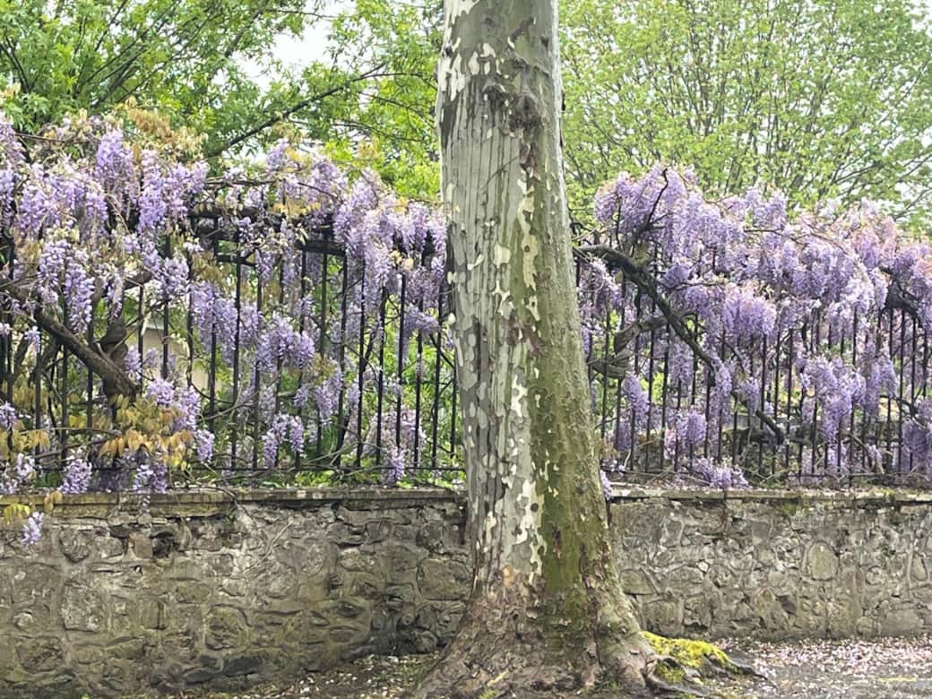 Wisteria