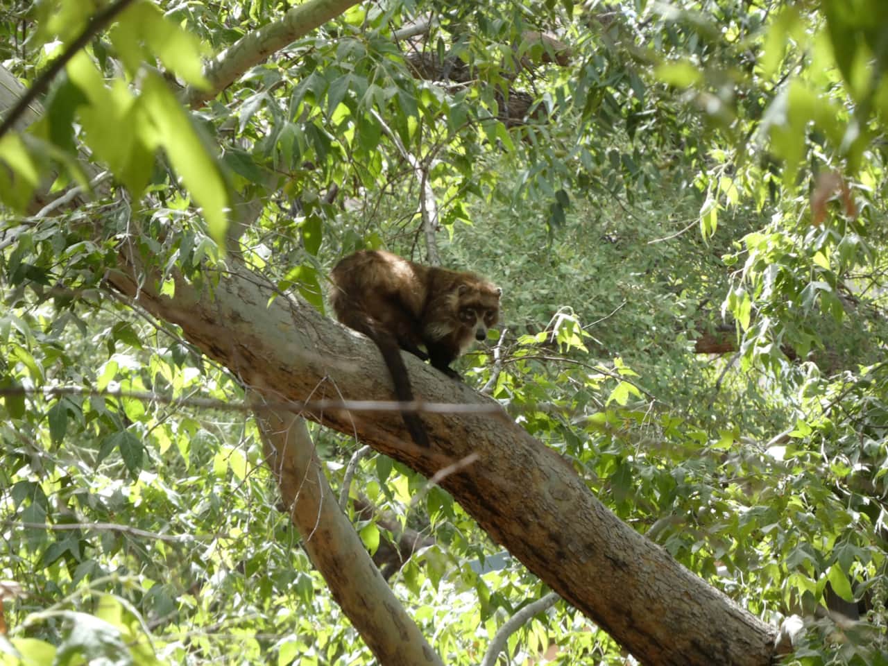 Coatimundi live here on the property.  A very interesting animal only seen here and Southwestern New Mexico.