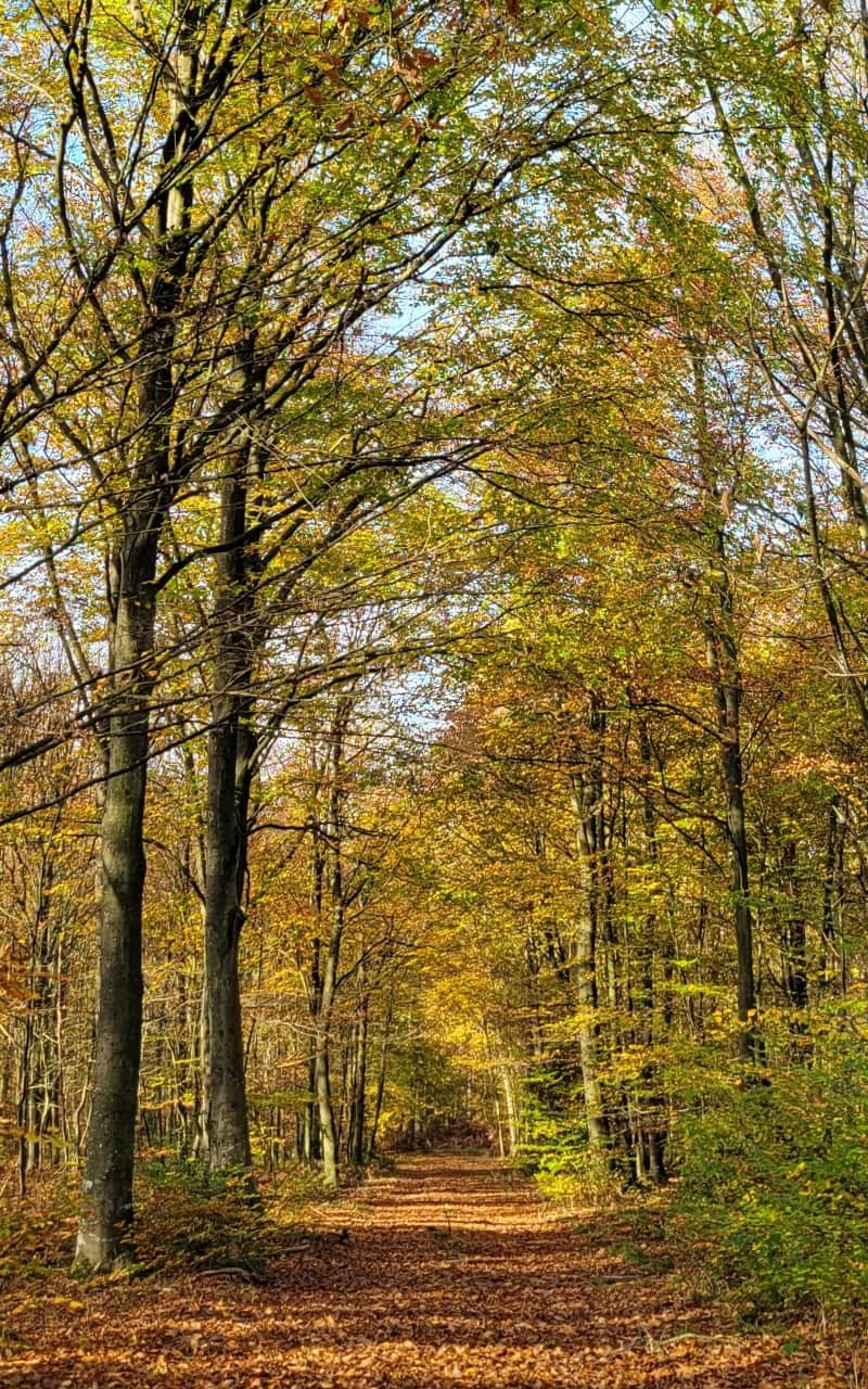 Gite Maison Parenthèse - forêt de Brotonne, Normandie
