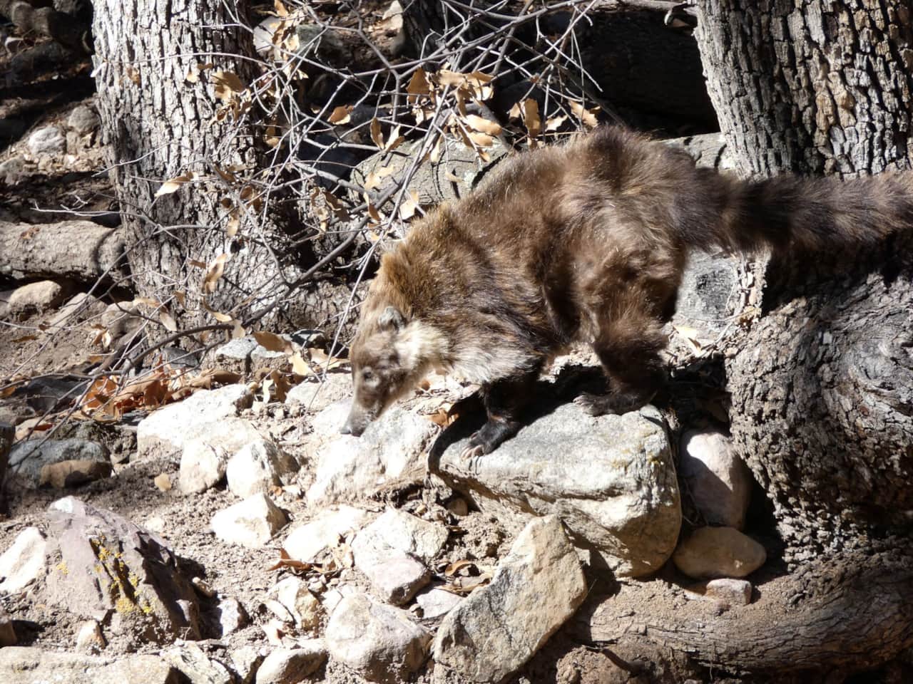 Coatimundi walking the property.
