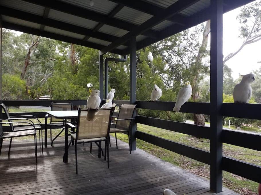 Cockatoos on the deck