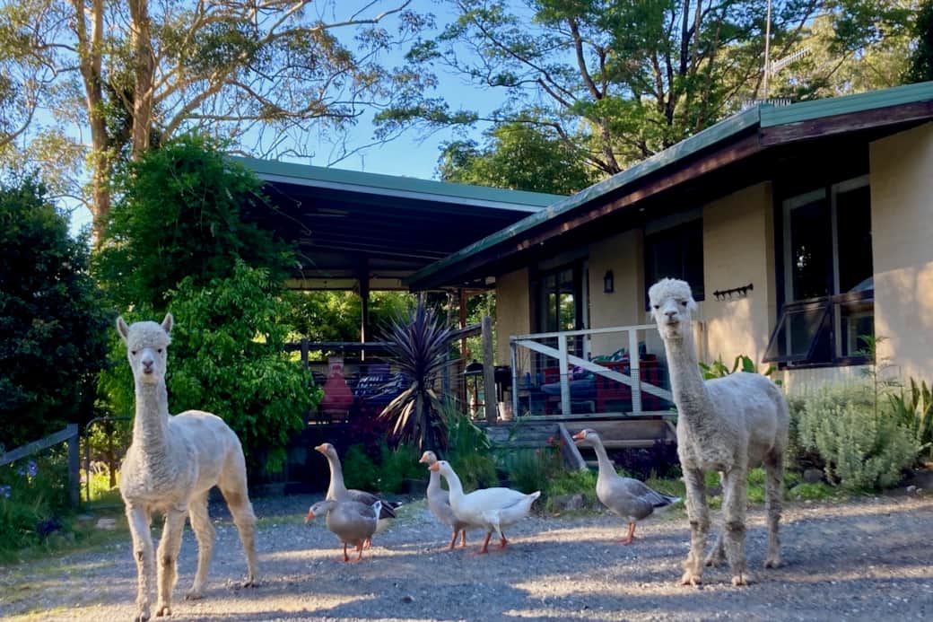 Bawley Ride_Farmhouse East_front w animals 2048x1366_holiday accommodation nsw south coast
