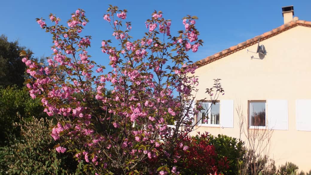 25 - cerisier en avril 25 - cerisier en avril