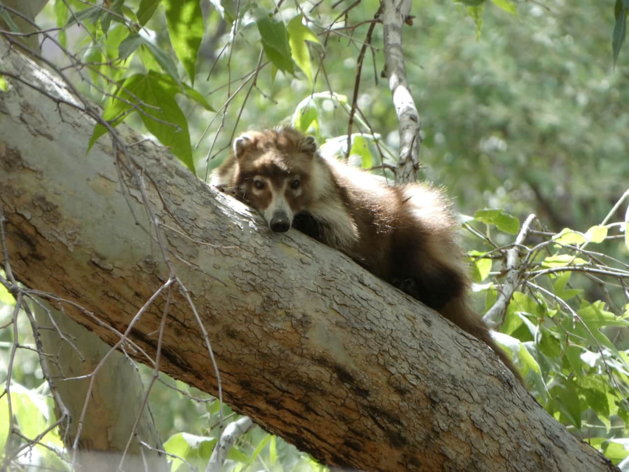 White Nosed Coatimundi