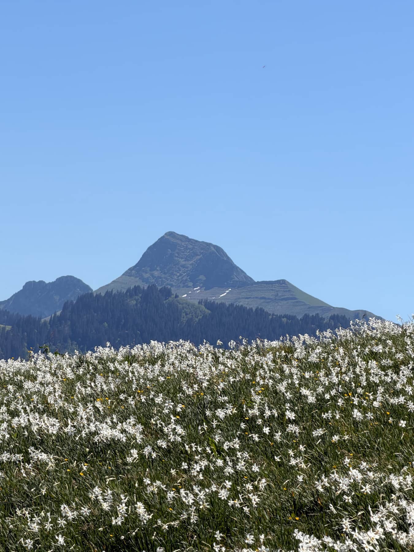 Wild Narcisses on the hills