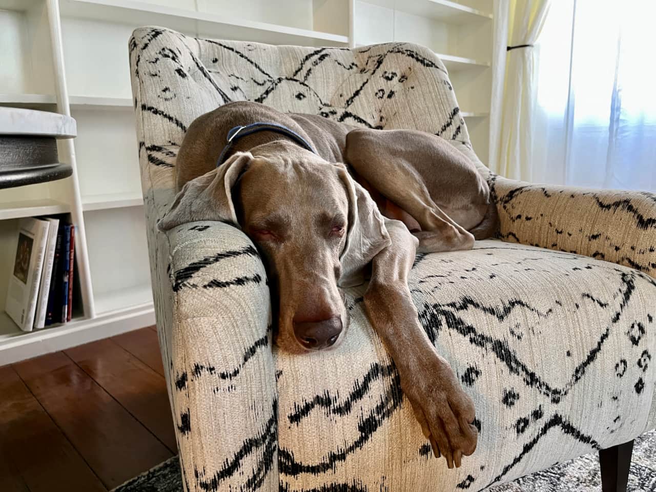 Tired pup