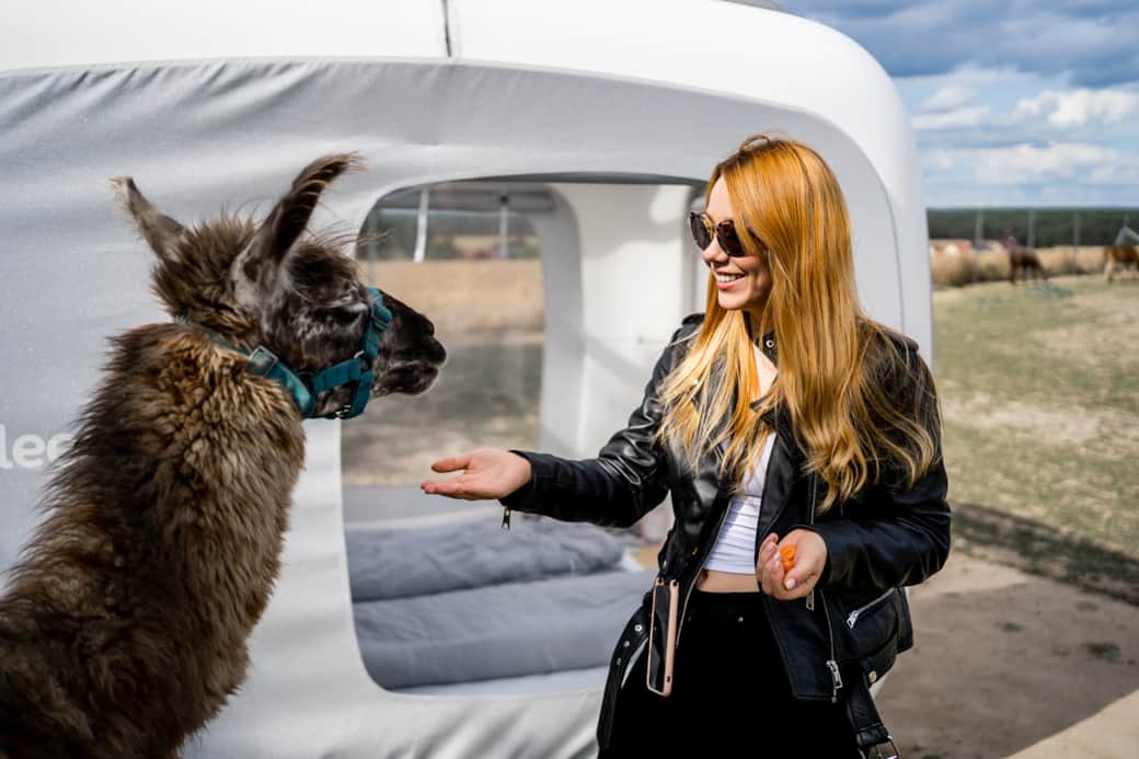 Alpaca island 8