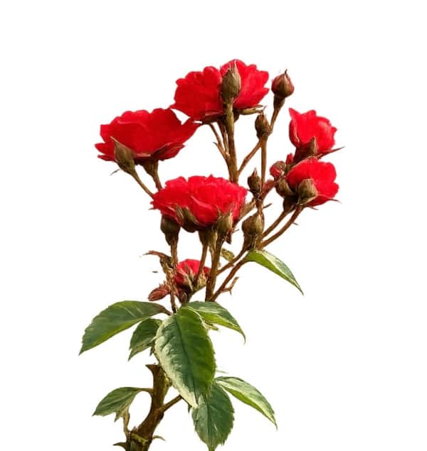 Red roses at Flemma Gård