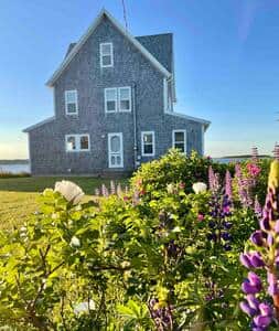 Come in June for the lupins